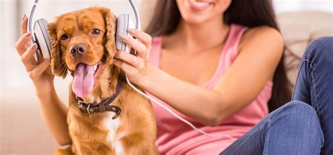 do dogs understand music? how does the phenomenon of music appreciation vary across different species?