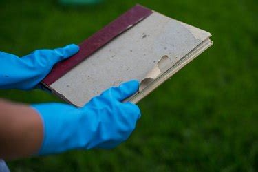 How to Clean Mold off Books: A Journey Through Time and Space